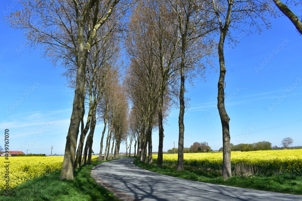 Obraz premium Route campagne champ colza