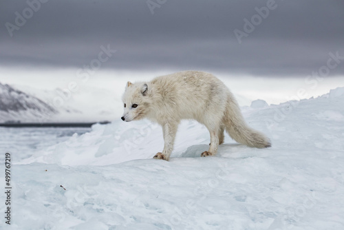 Lis polarny na południowym Spitsbergenie