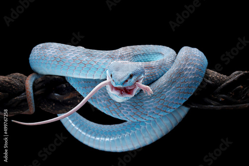 Blue viper snake on branch eating its prey, Indonesia photo