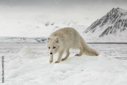 Lis polarny na południowym Spitsbergenie © blackspeed