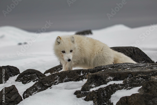 Lis polarny na południowym Spitsbergenie © blackspeed