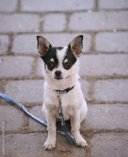 Curious Chihuahua, 1 year old, sitting on a concrete walkway. © Vital