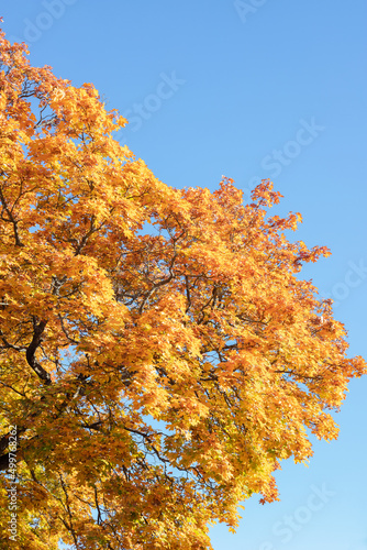 Autumn leaves on a blue sky