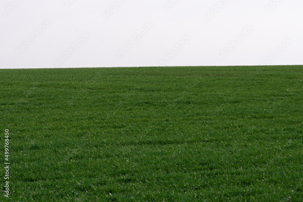 Green field with blue sky as background. Green field with blue sky as background.