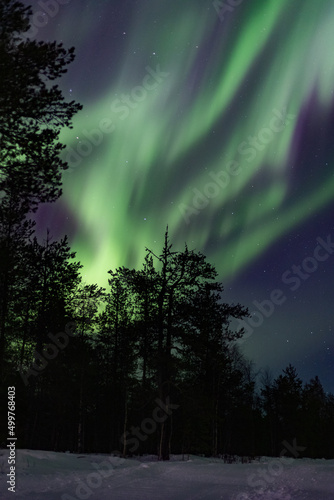 Northern light behind a tree silhouette