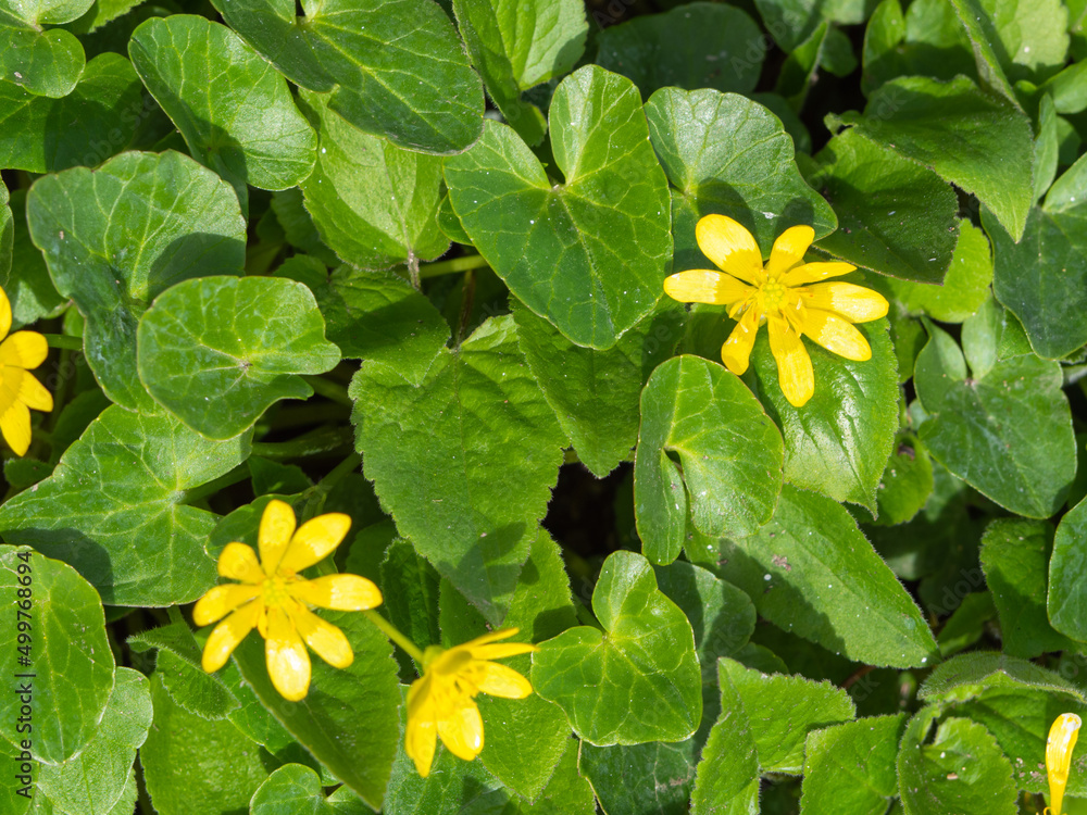 Natural background of green leaves of flowers. Delicate green leaves of primrose flowers with yellow petals cover the soil with a carpet - Abstract textural background Natural background of green leaves of flowers. Delicate green leaves of primrose flowers with yellow petals cover the soil with a carpet - Abstract textural background