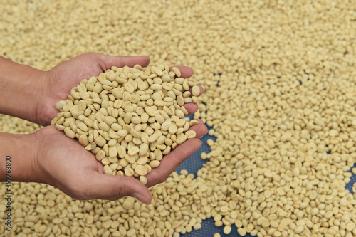 close up of green coffee beans on hand 