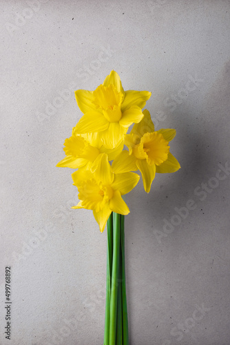 4 daffodils in light fine art style