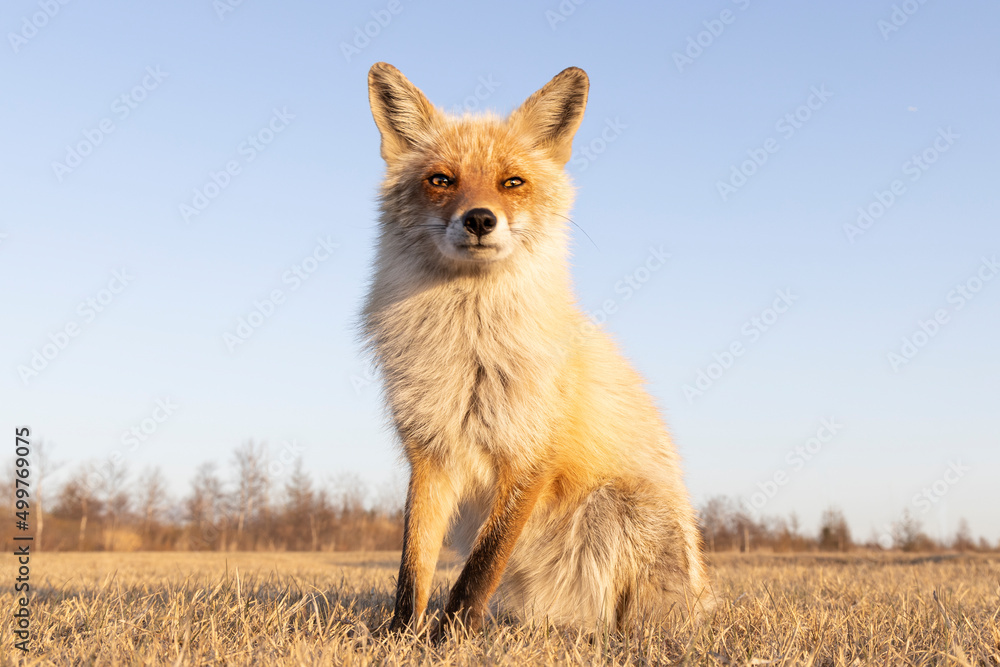 Fototapeta premium キタキツネ 北海道 夕方 夕日 野生