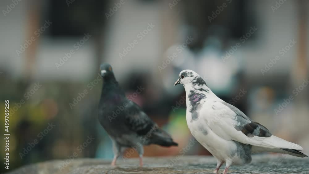 Pigeons Perching On Sirens Fountain In The Plaza Central Park In Antigua Guatemala. Selective Focus Shot Pigeons Perching On Sirens Fountain In The Plaza Central Park In Antigua Guatemala. Selective Focus Shot