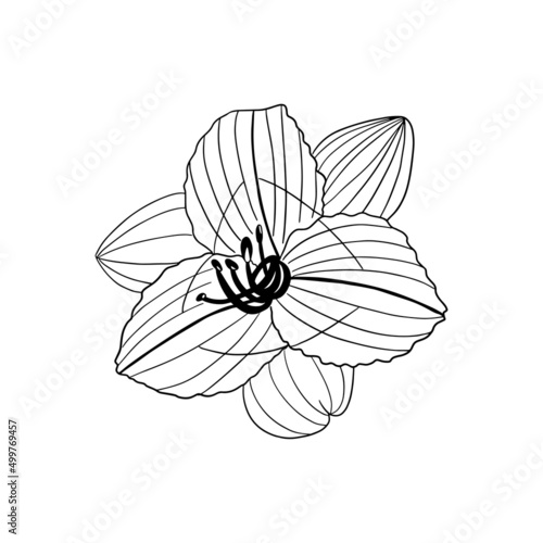 pencil-drawn black and white flower for the design of books  brochures  magazines  invitations