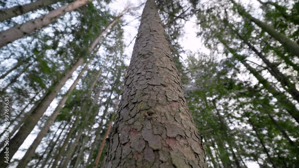 Looking up at Towering Giant Tree Trunk in airy light forest green leaves with blurred background Looking up at Towering Giant Tree Trunk in airy light forest green leaves with blurred background