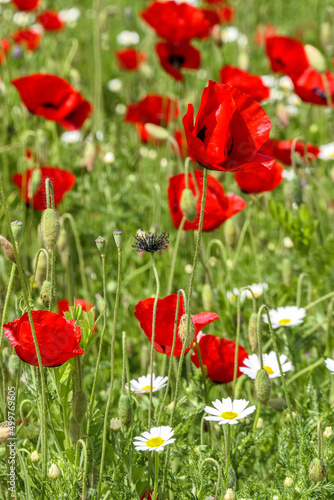 Meadow with red poppies and white daisies.