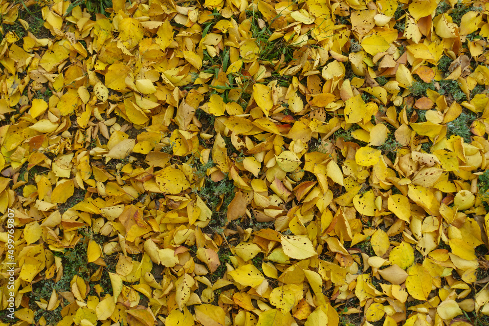 Background - bright yellow fallen leaves of apricot on the ground in mid November Background - bright yellow fallen leaves of apricot on the ground in mid November