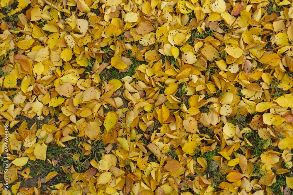 Bright yellow fallen leaves of apricot on the ground in mid November Bright yellow fallen leaves of apricot on the ground in mid November