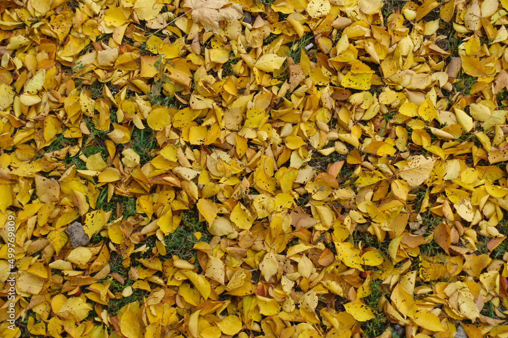 Colorful fallen leaves of apricot on the ground in mid November Colorful fallen leaves of apricot on the ground in mid November