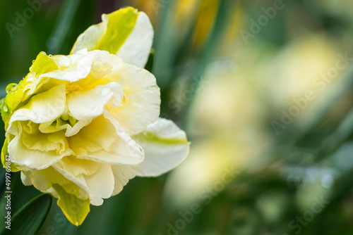 One flower of a terry narcissus with raindrops on a background of blurred green leaves.Spring flower of a multi-petalled yellow-white narcissus in a green garden. Spring Flower Card