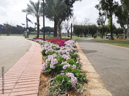 Beautiful Flowers Between Sidewalks in the National Park in Ramat Gan, Israel
