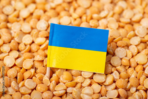 Ukrainian flag on yellow pea. Concept of harvest of pea in Ukraine photo