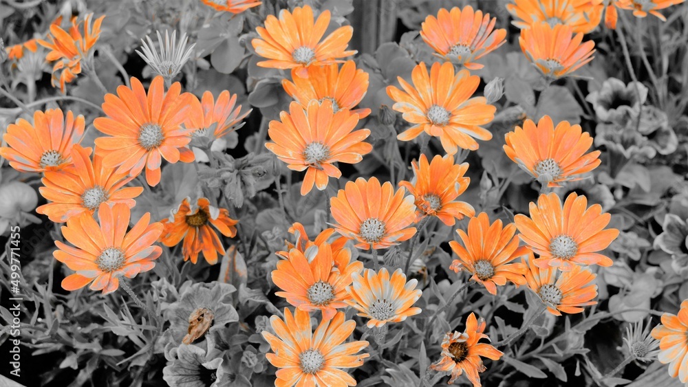 orange flower background orange flower background