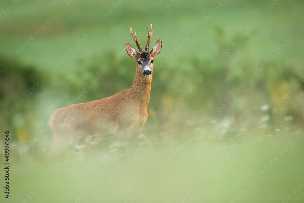 Side view of roe deer, capreolus capreolus, buck standing on a meadow with blooming flowers in summer nature. Male mammal with orange fur and antlers watching around in green environment. Side view of roe deer, capreolus capreolus, buck standing on a meadow with blooming flowers in summer nature. Male mammal with orange fur and antlers watching around in green environment.