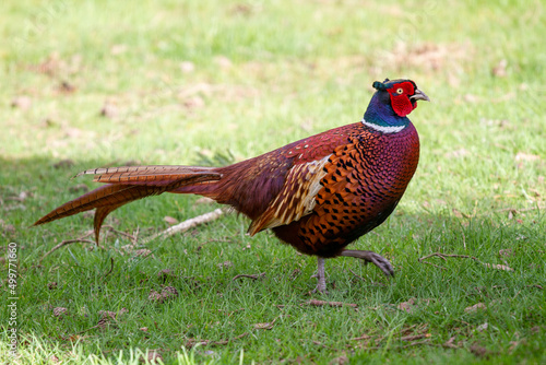 Pheasant walking though grass field