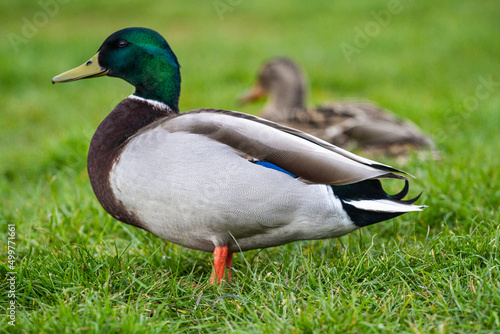 Mallard duck on lush green grass