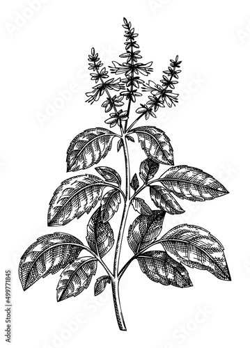 Holy Basil. Adaptogenic plant botanical sketch. Hand-sketched Holy Basil illustration. Great for traditional medicine, cosmetology, Ayurveda, clinical research design. Natural adaptogen drawing