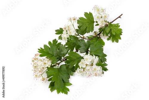 Branch of the flowering hawthorn on a white background