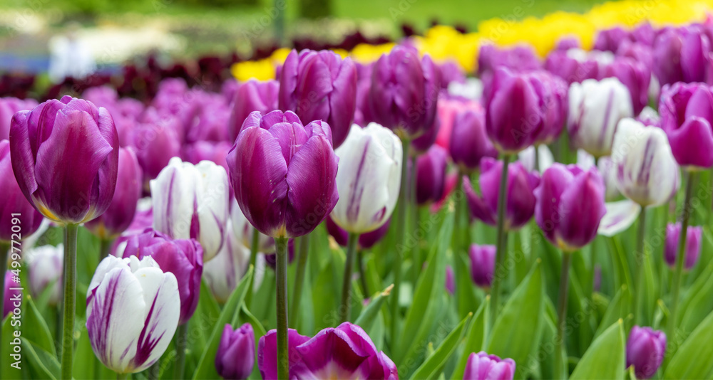 Purple tulip flowers. Background image of nature with beautiful spring flowers. Purple tulip flowers. Background image of nature with beautiful spring flowers.