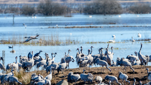 thousands of cranes (grus grus) gathering at the swedish lake hornborgasjön in april