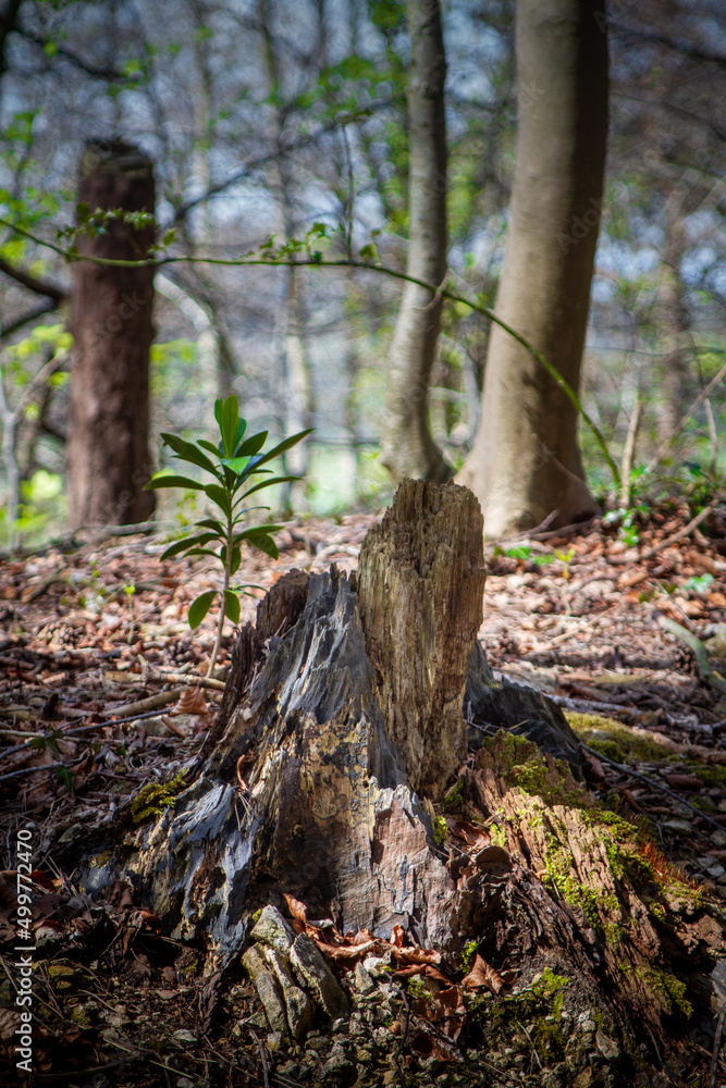 Old tree stump in forest juxtaposed with new growth