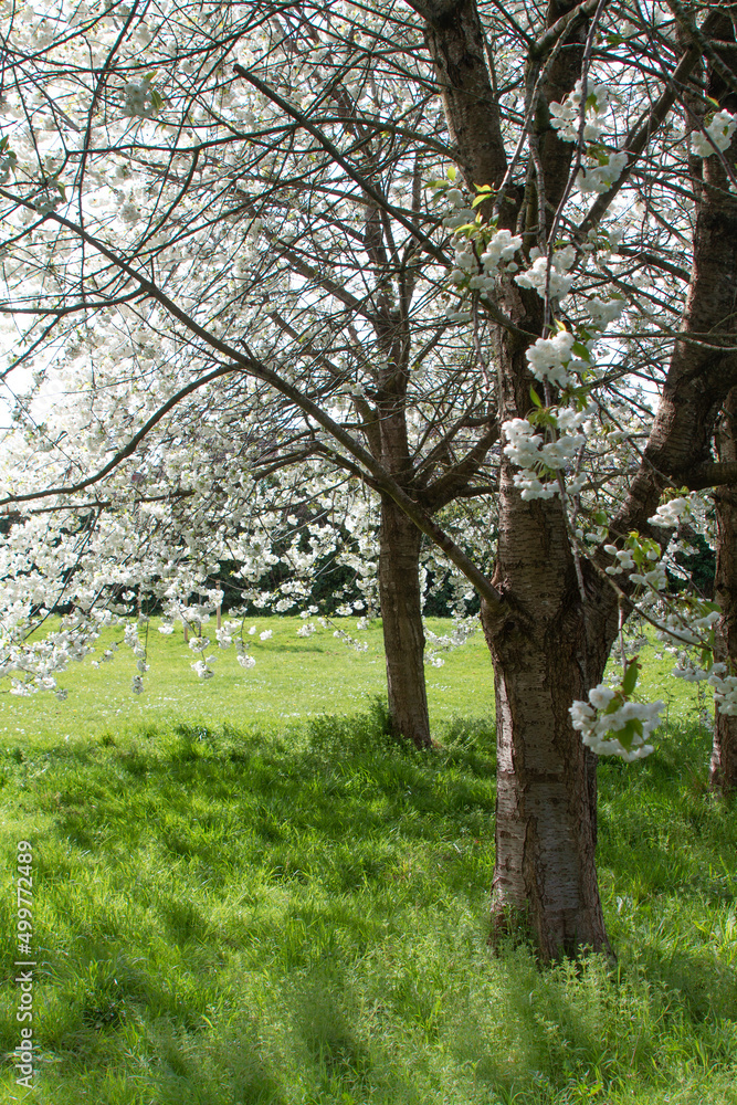 Fototapeta premium White blossom on trees with lush green grass 