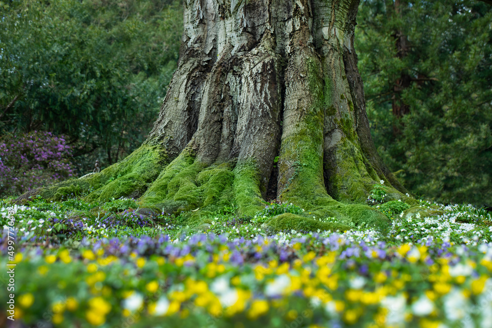 Obraz premium magiczne drzewo, łąka z małymi wiosennymi kwiatami, kwietnik z wiosennymi dzikimi kwiatami i potężnym drzewem w tle, 