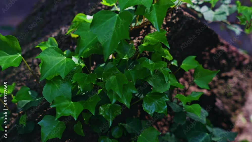 自然環境イメージ 植物 葉っぱ エコロジー 自然環境イメージ 植物 葉っぱ エコロジー