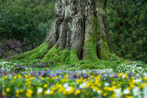 magiczne drzewo, łąka z małymi wiosennymi kwiatami, kwietnik z wiosennymi dzikimi kwiatami i potężnym drzewem w tle, 