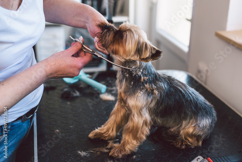 Fotobehang woman works in a dog grooming salon