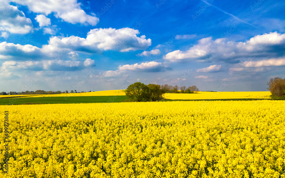 Obraz premium Rapeseed field