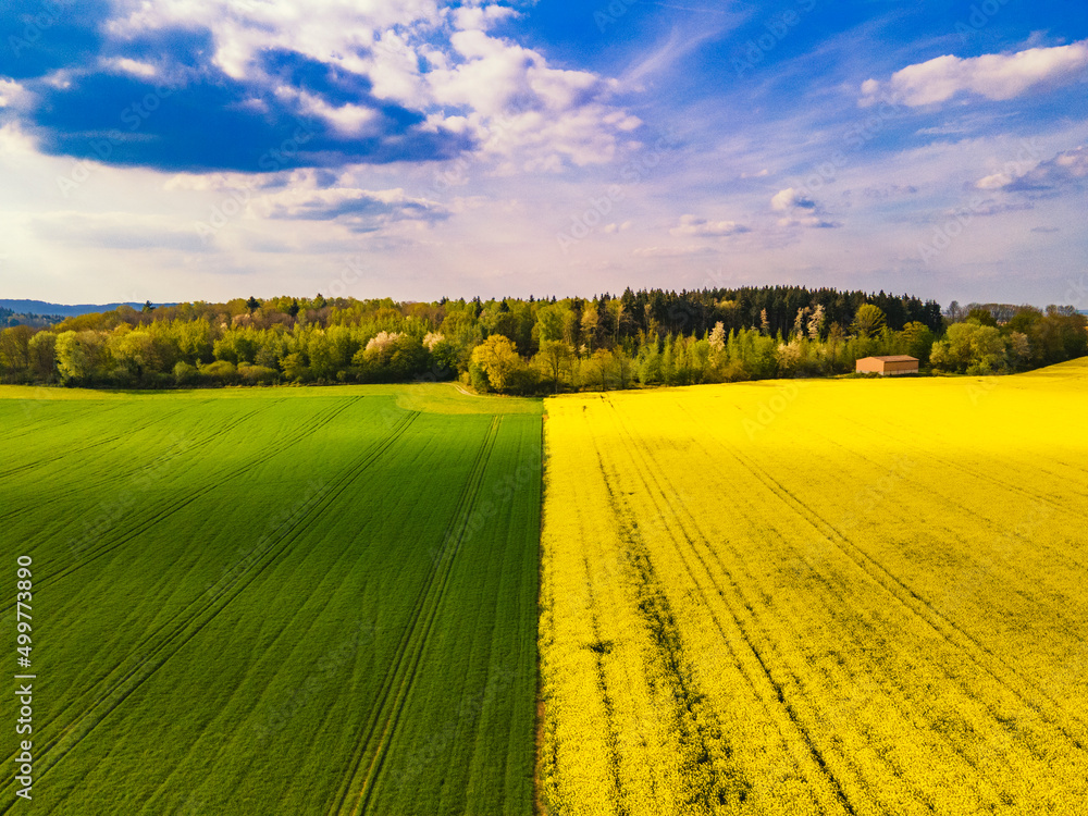 Fototapeta premium Field with rape flowers in France