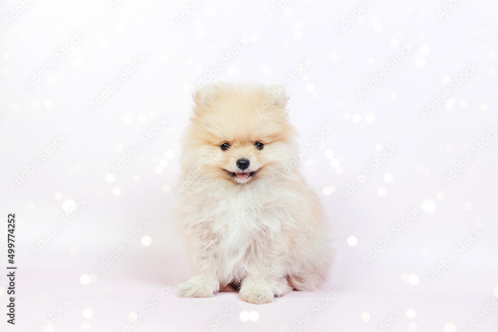 Cute pomeranian puppy on a pink background. Cute pomeranian puppy on a pink background.
