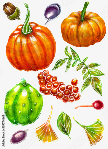 Set of plants and fruits of pumpkin and berries. Watercolor drawing. Acorns, leaves, stems, viburnum, plums.