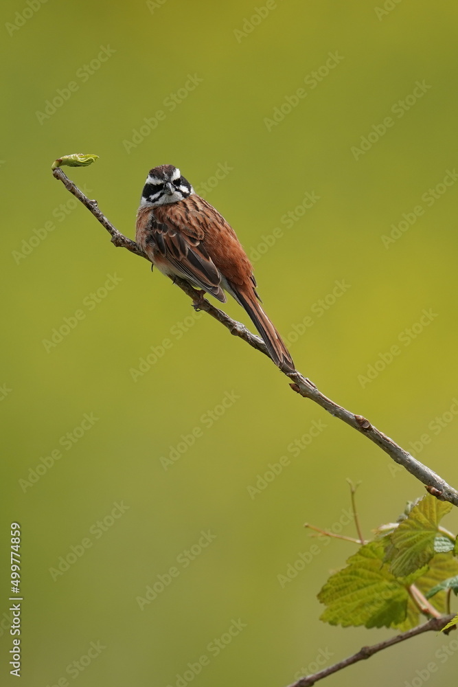 meadow bunting on a branch