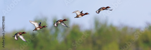 ferruginous duck flying sequence (Aythya nyroca) photo