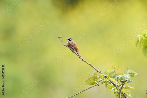 meadow bunting on a branch