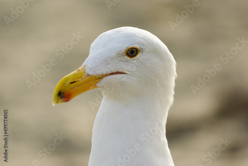 Extreme closeup of a white seagull on a California beach © Vidu Gunaratna