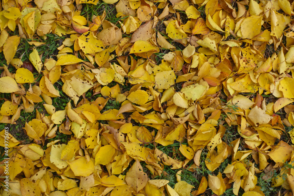 Golden yellow fallen leaves of apricot on the ground in mid November Golden yellow fallen leaves of apricot on the ground in mid November