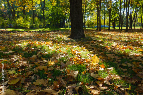 Tree of maple and its fallen leaves on green grass in October