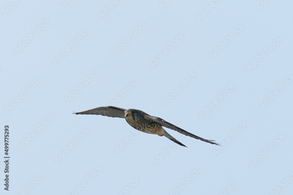 common kestrel in flight