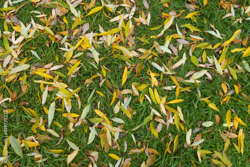 Cover of fallen leaves of weeping willow on green grass in mid November © Anna