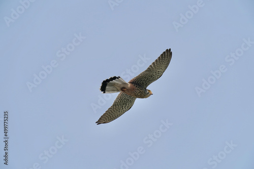 common kestrel in flight